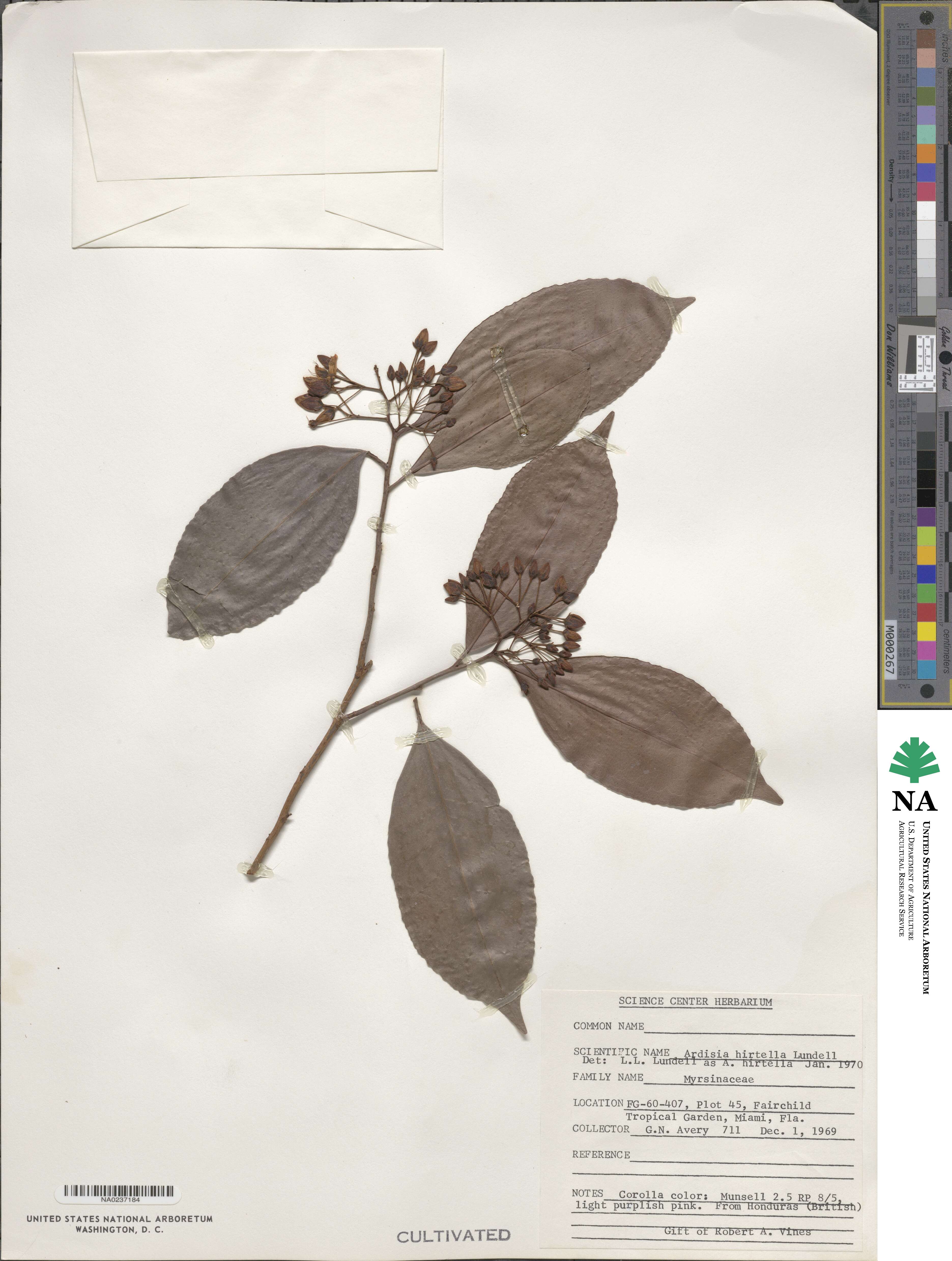 Ardisia tuerckheimii image