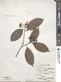 Ardisia tuerckheimii image