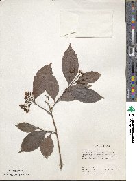 Ardisia tuerckheimii image