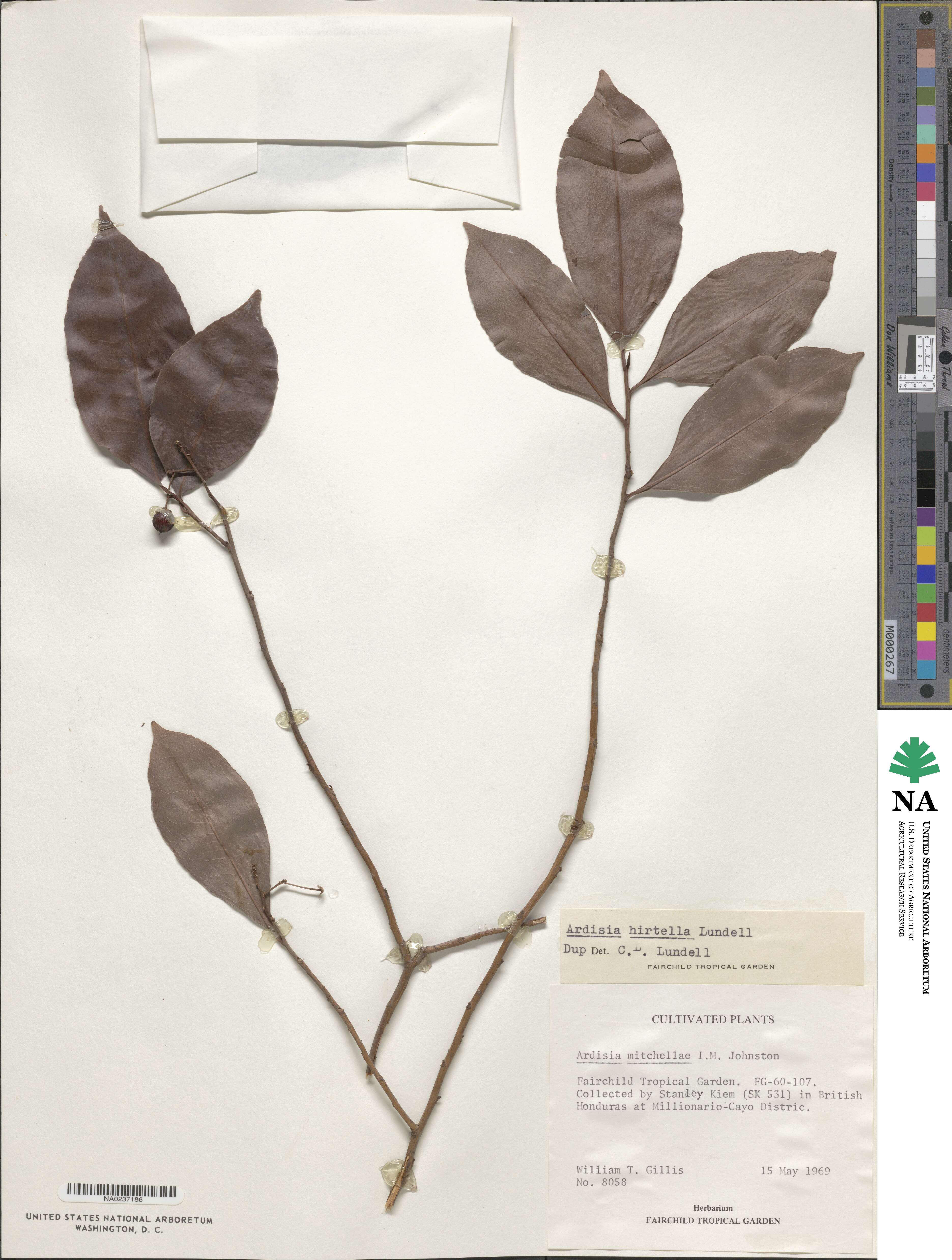 Ardisia tuerckheimii image