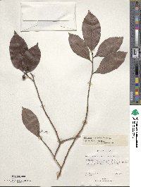 Ardisia tuerckheimii image