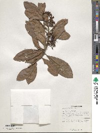 Ardisia humilis image