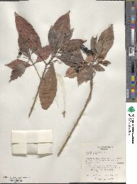 Ardisia quinquegona image