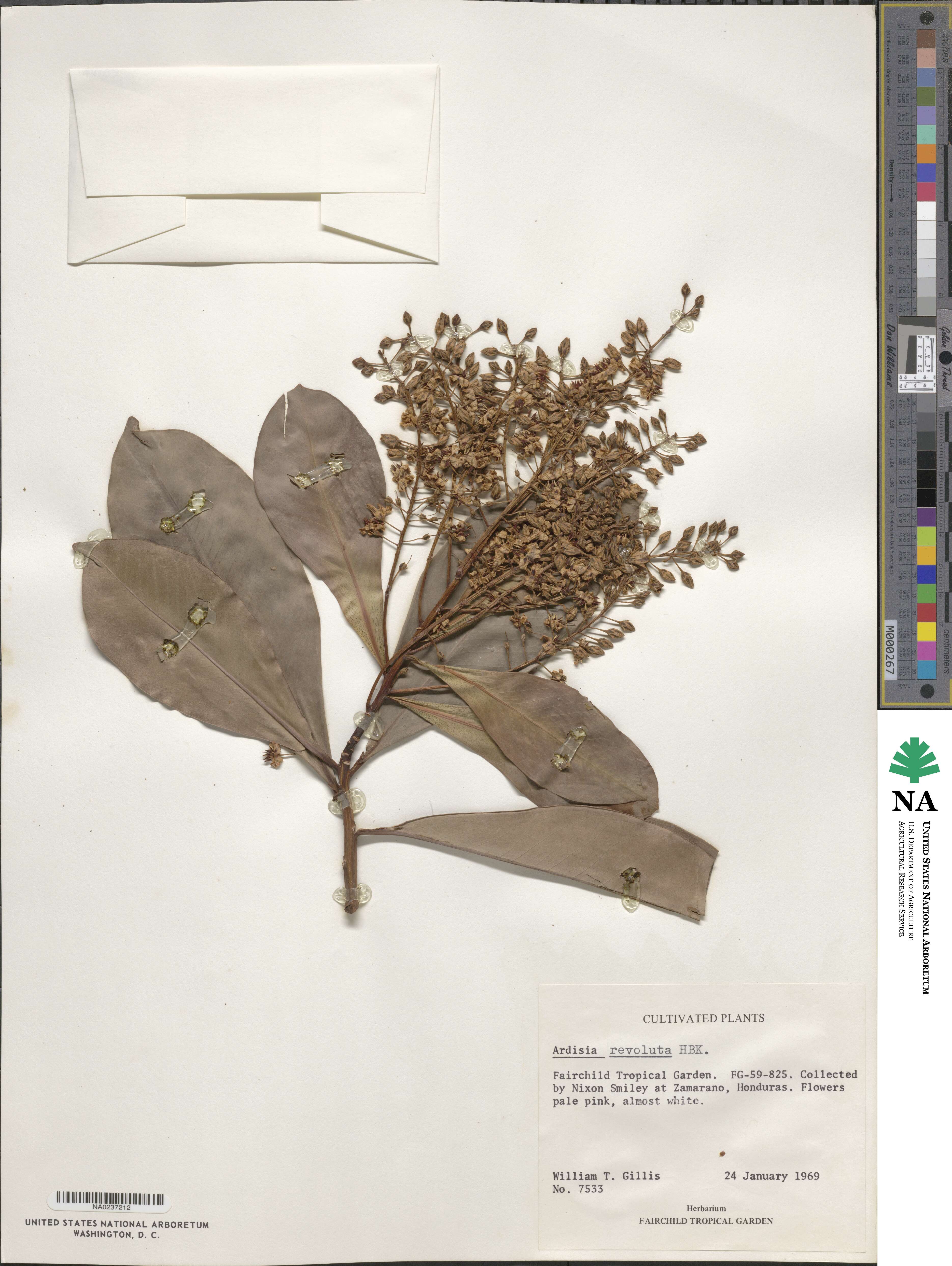 Ardisia revoluta image