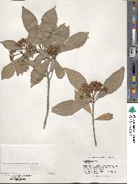 Ardisia sieboldii image