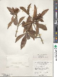 Ardisia sieboldii image