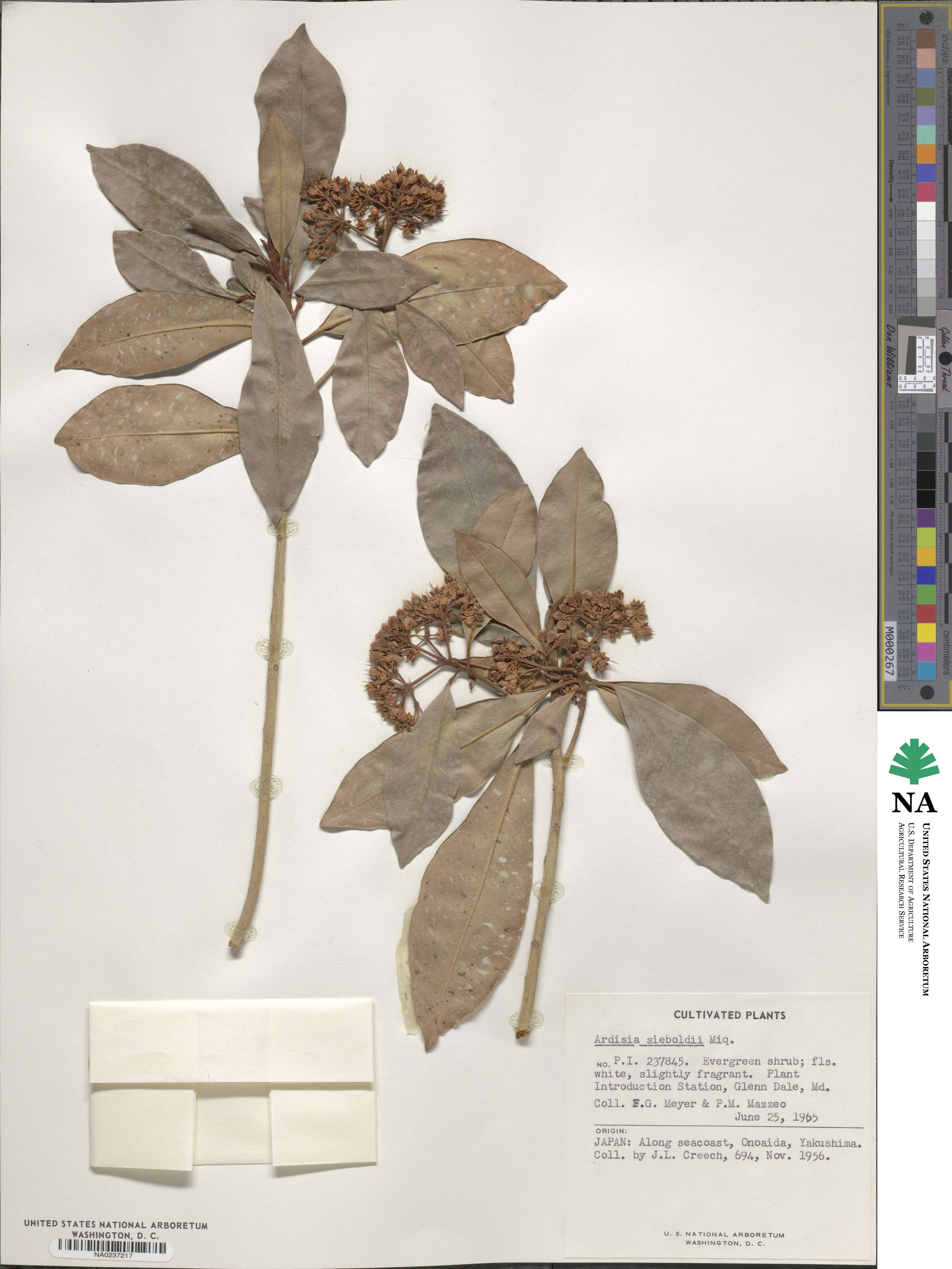 Ardisia sieboldii image