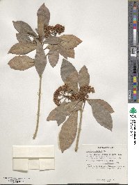 Ardisia sieboldii image