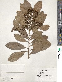 Ardisia humilis image