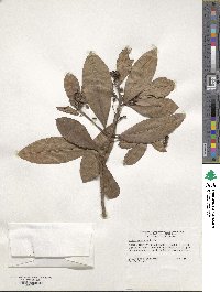 Ardisia humilis image