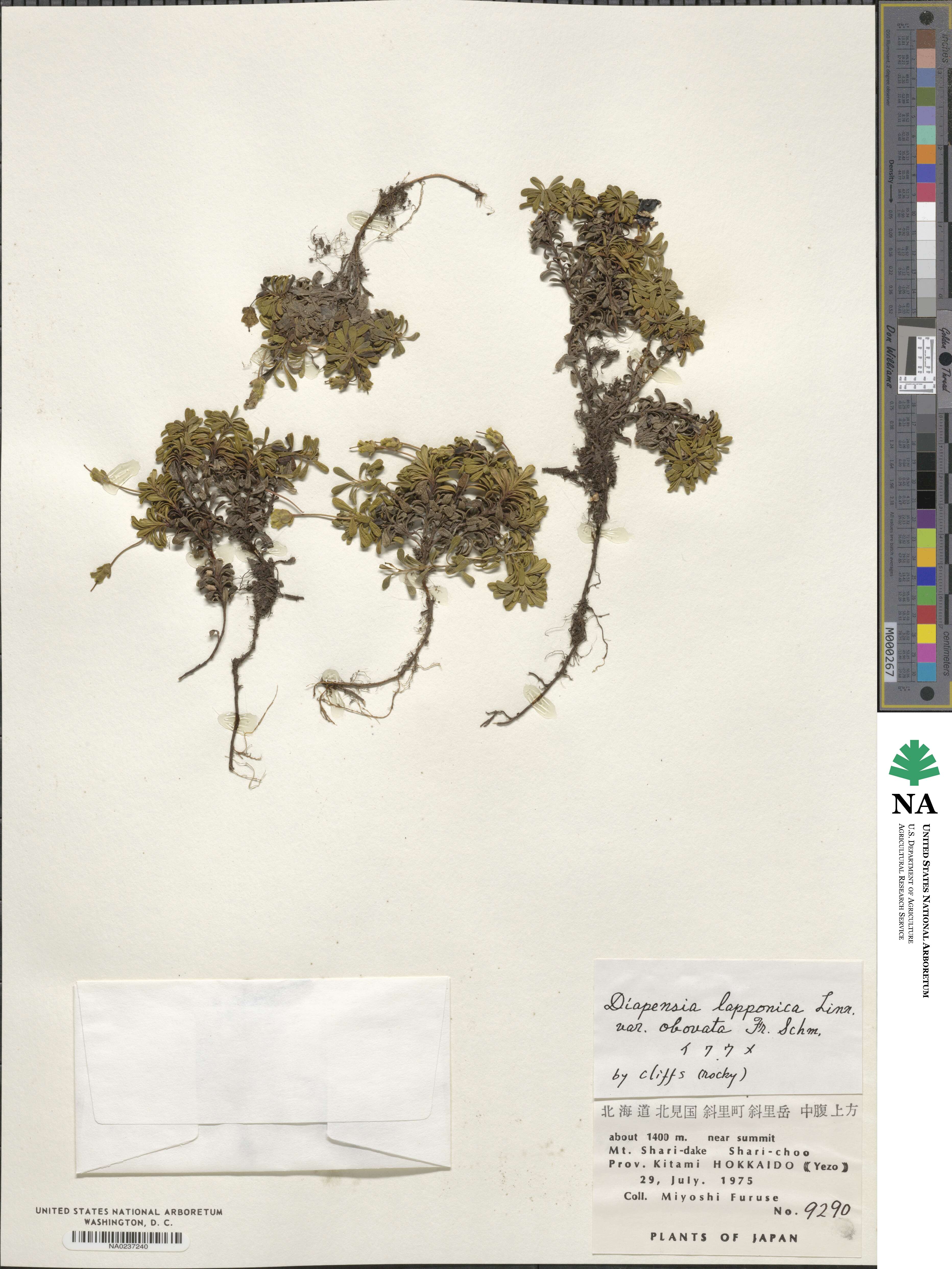 Diapensia lapponica var. obovata image