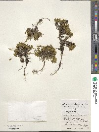 Diapensia lapponica image