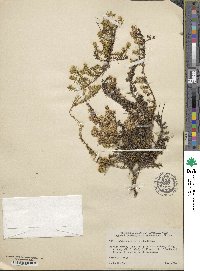 Pyxidanthera barbulata image