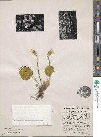 Shortia galacifolia image