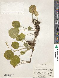 Shortia galacifolia image