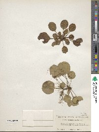 Shortia rotundifolia image