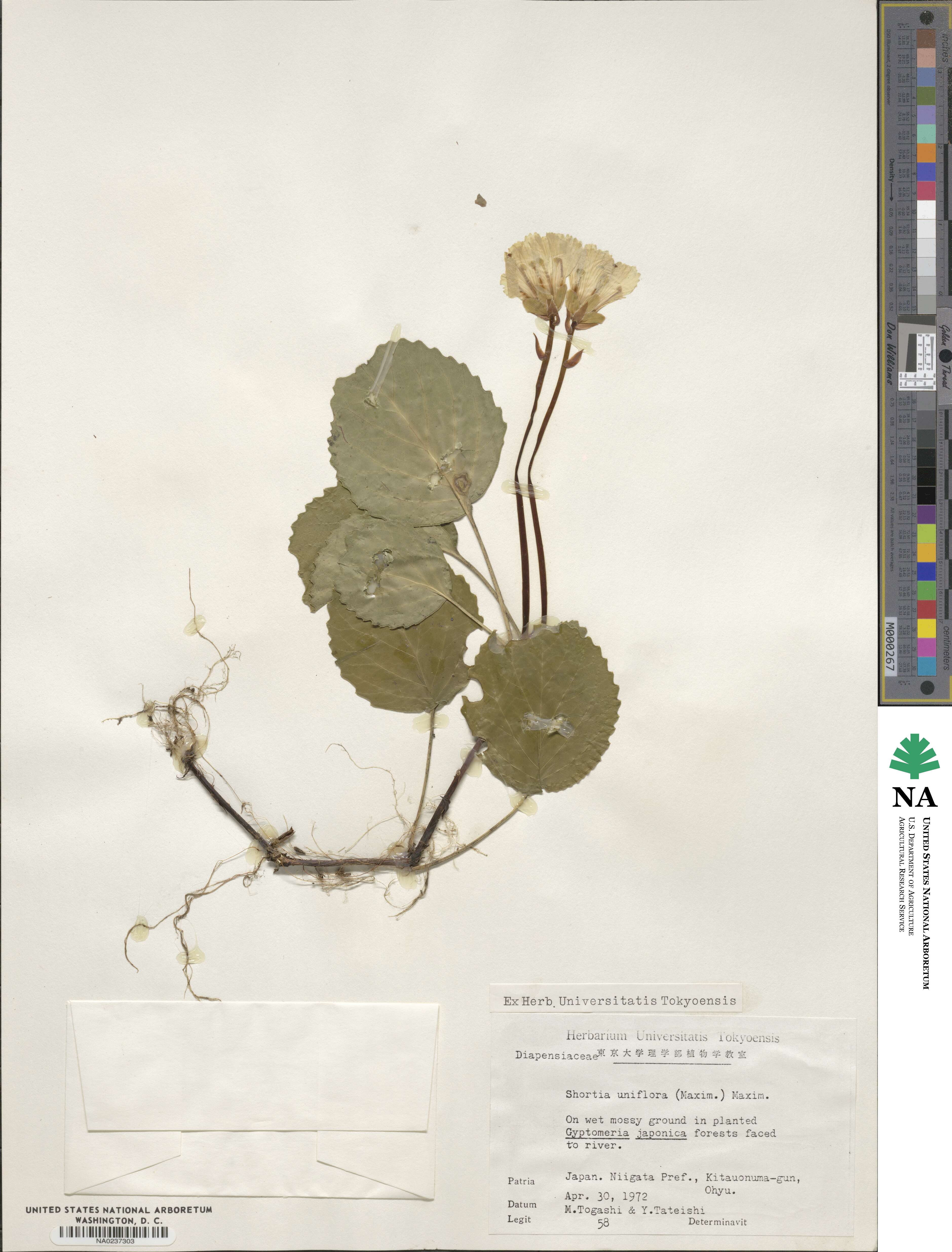 Shortia uniflora image