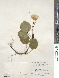 Shortia uniflora image