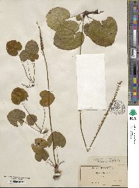 Nemophila aphylla image