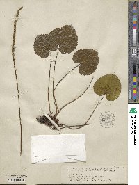 Nemophila aphylla image