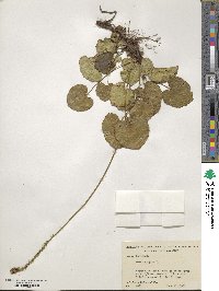 Nemophila aphylla image