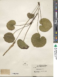 Nemophila aphylla image