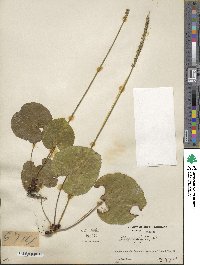 Nemophila aphylla image