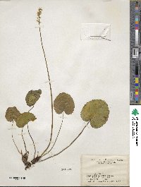 Nemophila aphylla image