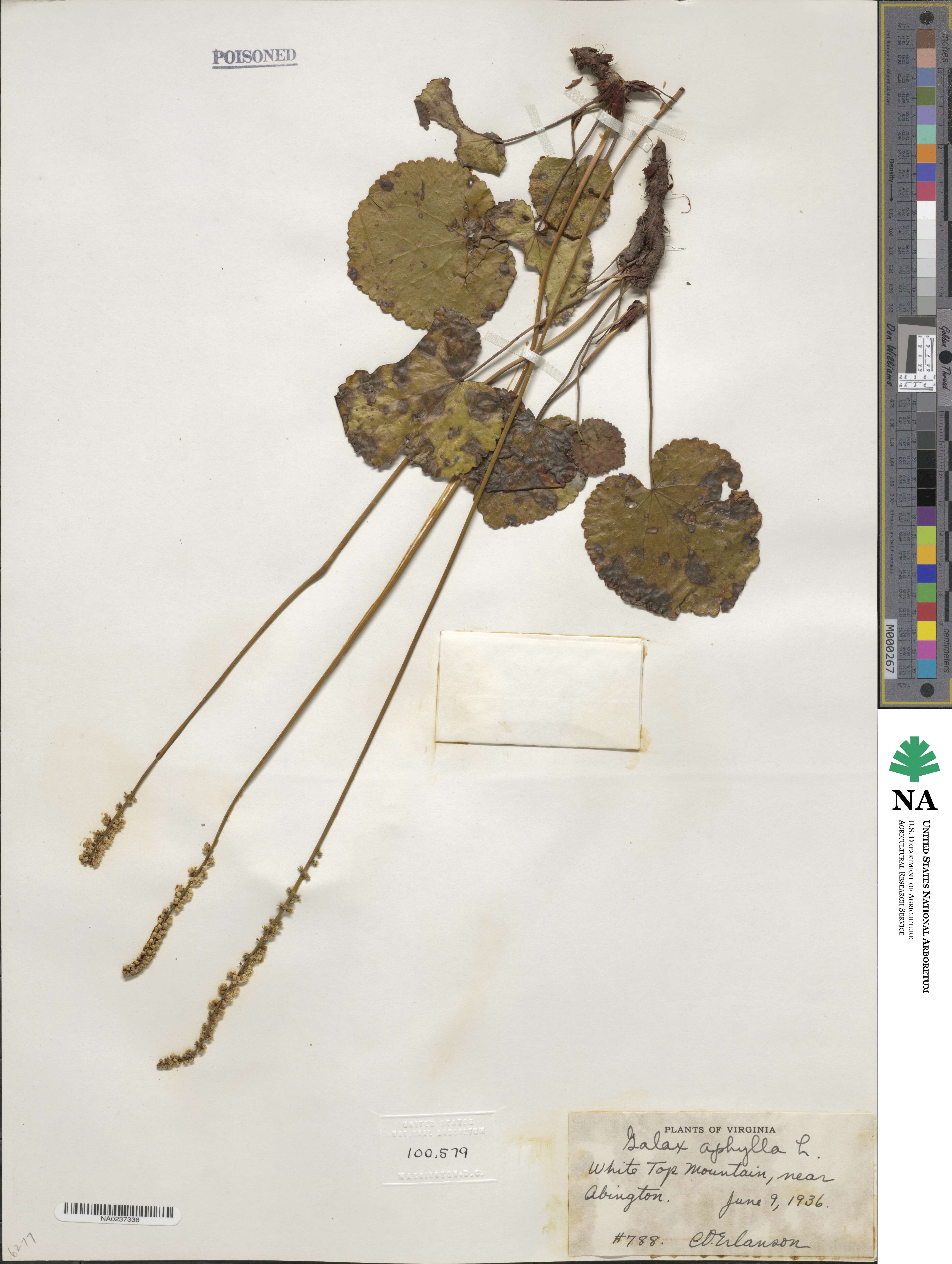 Nemophila aphylla image