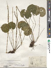 Nemophila aphylla image