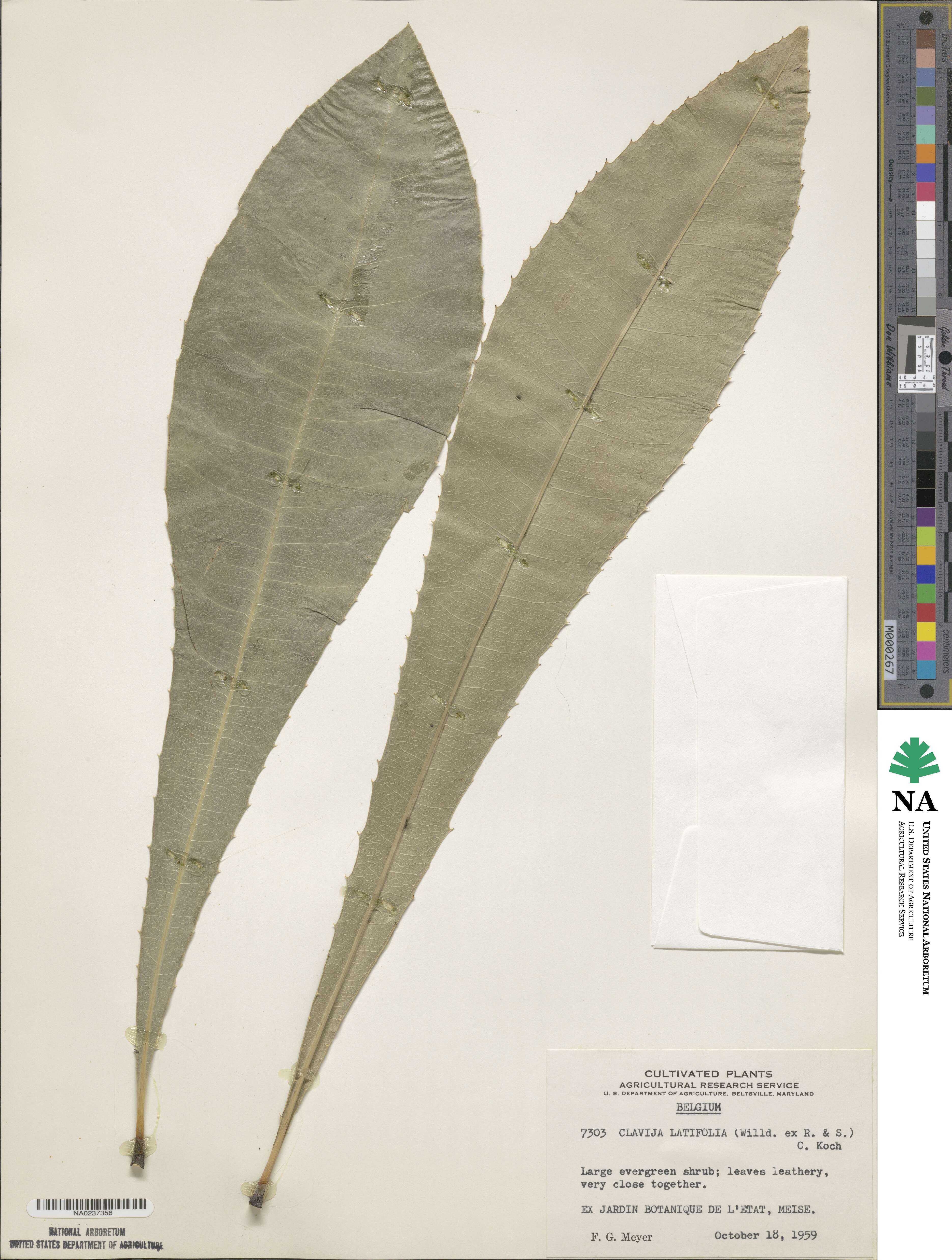 Clavija latifolia image