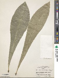 Image of Clavija latifolia