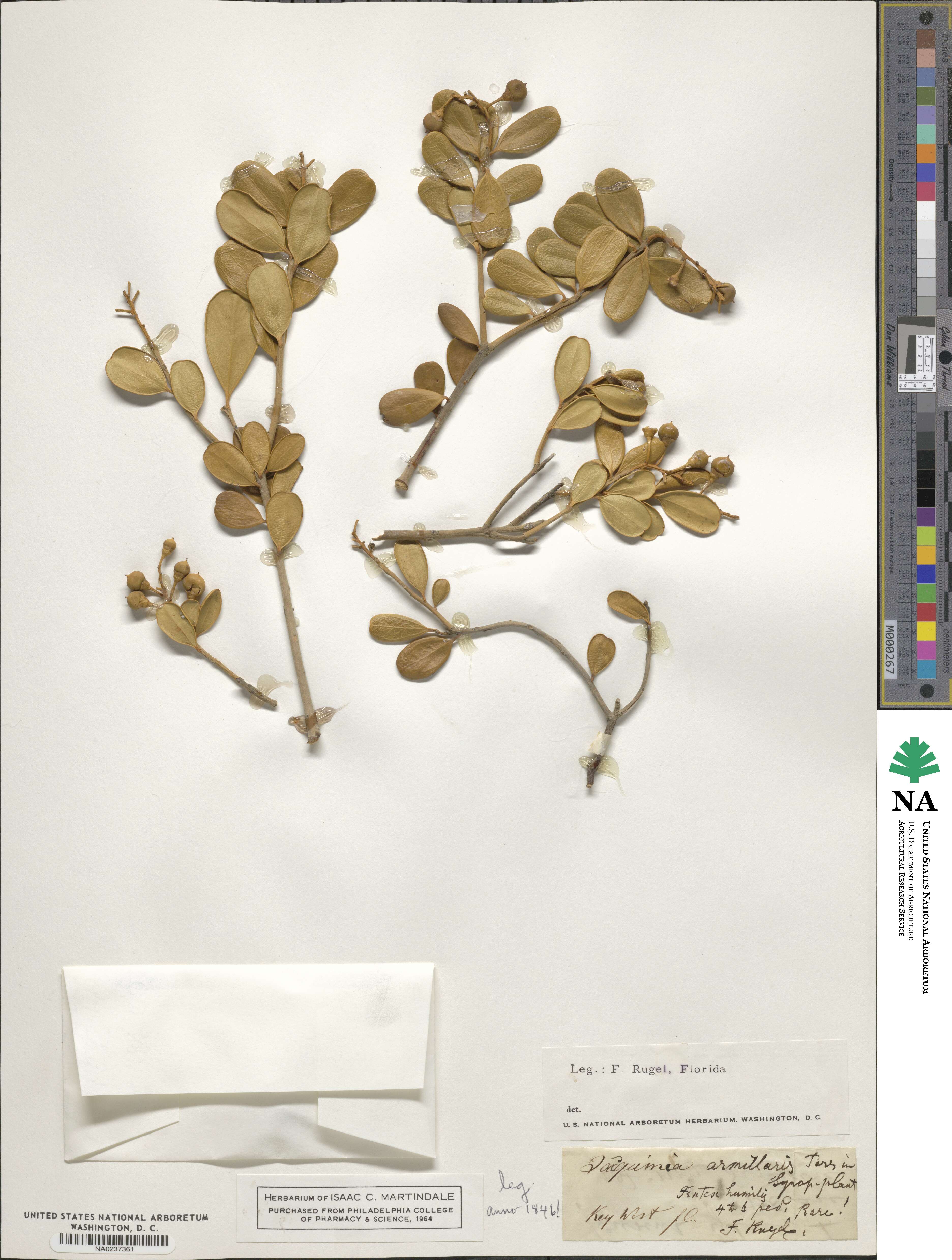 Jacquinia armillaris image