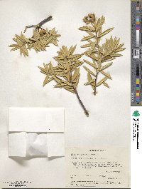 Bonellia macrocarpa image