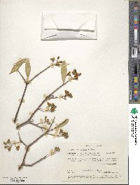 Bonellia macrocarpa subsp. pungens image