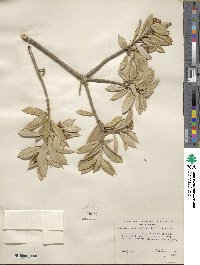 Bonellia macrocarpa subsp. pungens image