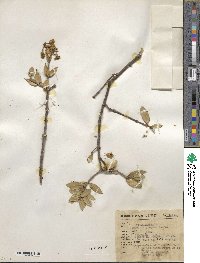 Bonellia macrocarpa subsp. pungens image