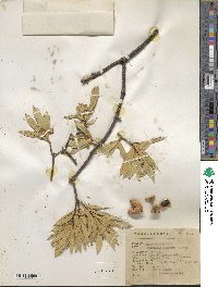 Bonellia macrocarpa image