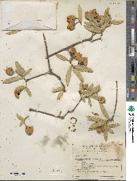 Bonellia macrocarpa image