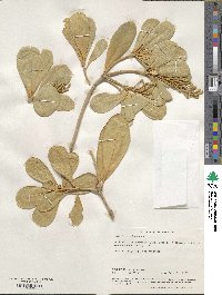 Jacquinia arborea image