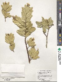 Bonellia macrocarpa image