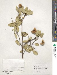 Bonellia macrocarpa image