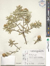 Bonellia macrocarpa image