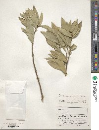 Bonellia macrocarpa subsp. pungens image