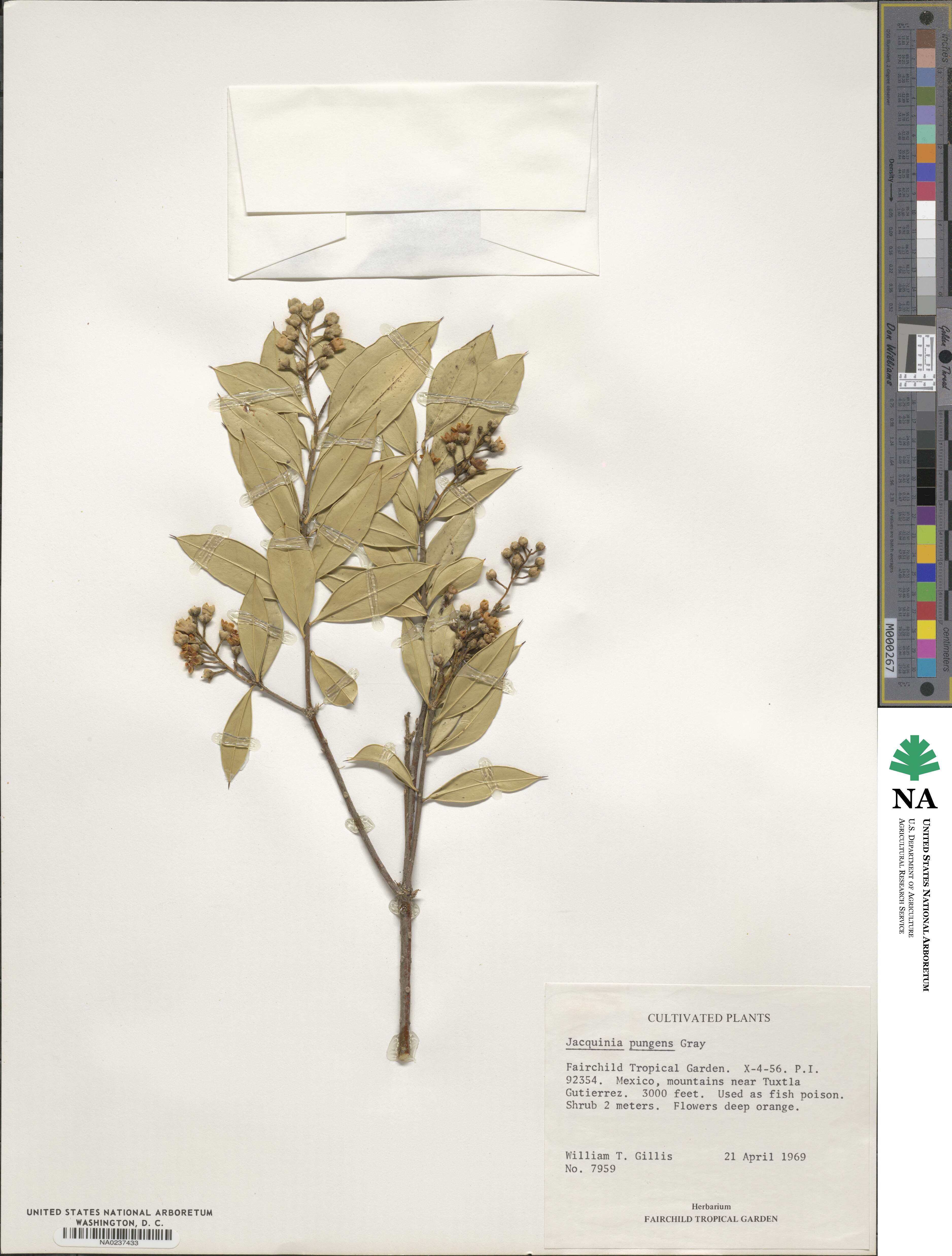 Bonellia macrocarpa image