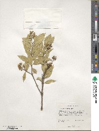 Bonellia macrocarpa subsp. pungens image