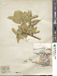 Bonellia macrocarpa subsp. pungens image