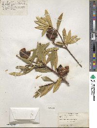 Bonellia macrocarpa subsp. pungens image