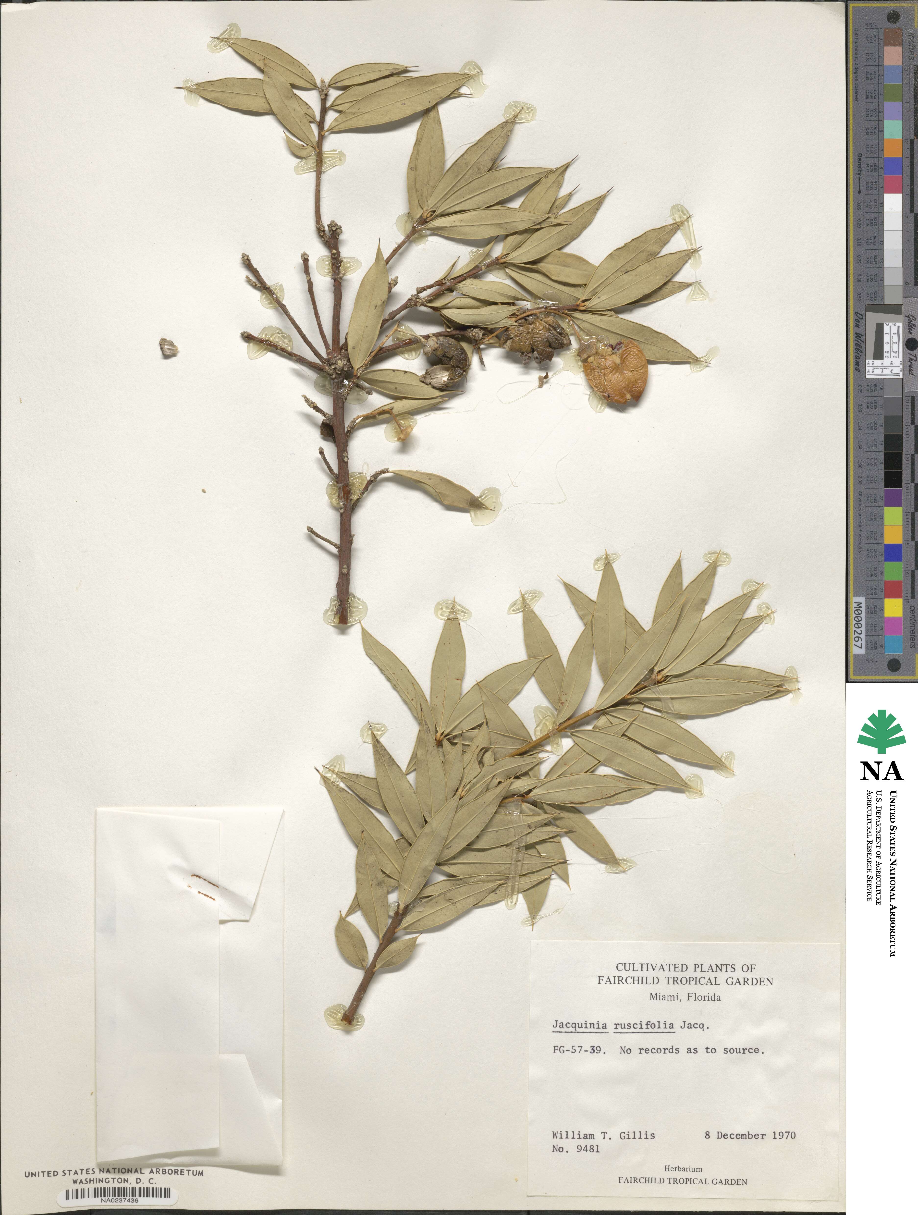 Jacquinia aculeata image