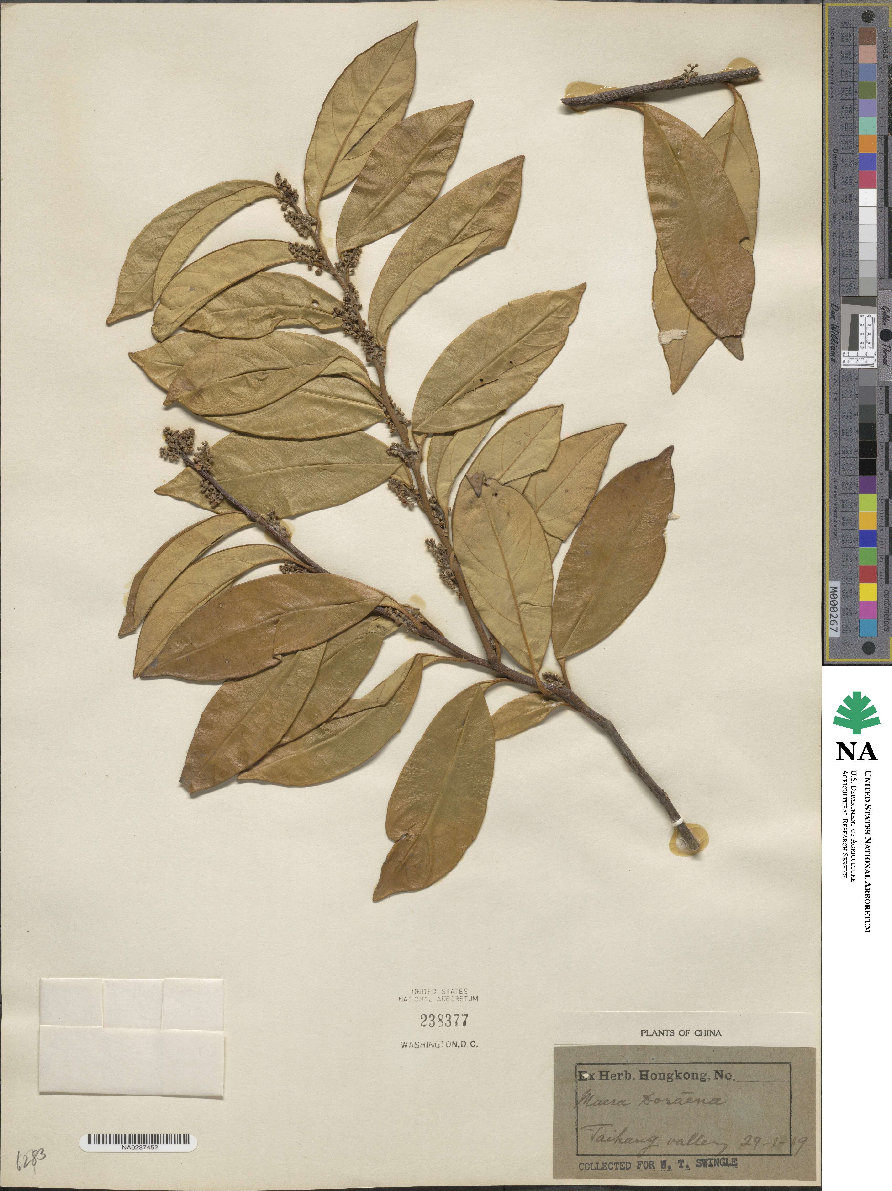 Maesa japonica image